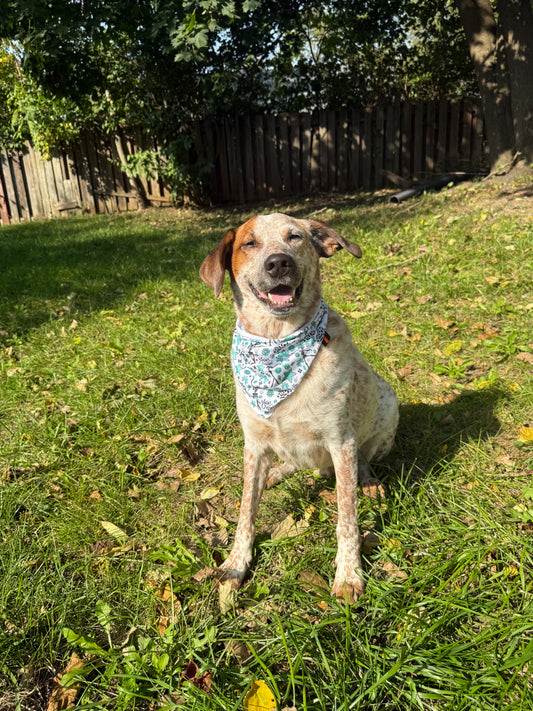 $4 mystery dog Bandannas